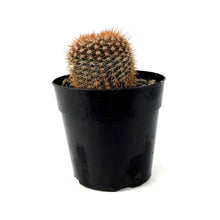 Load image into Gallery viewer, Cactus, 5in, Notocactus Schlosseri - Floral Acres Greenhouse & Garden Centre