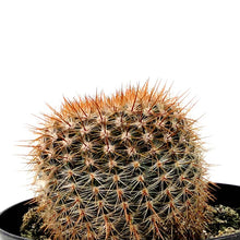 Load image into Gallery viewer, Cactus, 5in, Notocactus Schlosseri - Floral Acres Greenhouse & Garden Centre