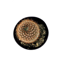 Load image into Gallery viewer, Cactus, 5in, Notocactus Schlosseri - Floral Acres Greenhouse & Garden Centre