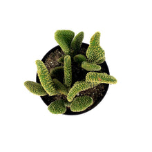 Load image into Gallery viewer, Cactus, 5in, O. microdasys monstrose 'Crazy Bunny' - Floral Acres Greenhouse & Garden Centre