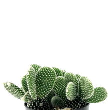 Load image into Gallery viewer, Cactus, 5in, O. microdasys albata 'Angel Wings' - Floral Acres Greenhouse & Garden Centre