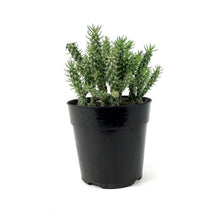 Load image into Gallery viewer, Cactus, 5in, Cylindropuntia 'Mini Cholla' - Floral Acres Greenhouse & Garden Centre