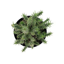 Load image into Gallery viewer, Cactus, 5in, Cylindropuntia 'Mini Cholla' - Floral Acres Greenhouse & Garden Centre