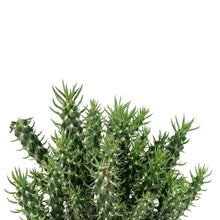 Load image into Gallery viewer, Cactus, 5in, Cylindropuntia 'Mini Cholla' - Floral Acres Greenhouse & Garden Centre