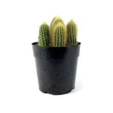 Load image into Gallery viewer, Cactus, 5in, Austrocephalocereus estevesii - Floral Acres Greenhouse & Garden Centre