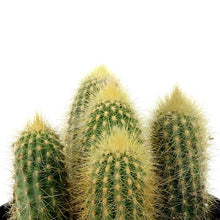 Load image into Gallery viewer, Cactus, 5in, Austrocephalocereus estevesii - Floral Acres Greenhouse & Garden Centre