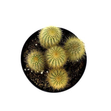 Load image into Gallery viewer, Cactus, 5in, Austrocephalocereus estevesii - Floral Acres Greenhouse & Garden Centre