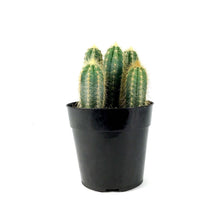 Load image into Gallery viewer, Cactus, 5in, P. azureus 'Blue Candle' - Floral Acres Greenhouse & Garden Centre