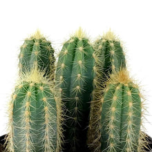 Load image into Gallery viewer, Cactus, 5in, P. azureus 'Blue Candle' - Floral Acres Greenhouse & Garden Centre