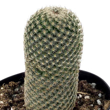 Load image into Gallery viewer, Cactus, 5in, Echinopsis 'Rose Quartz' - Floral Acres Greenhouse & Garden Centre