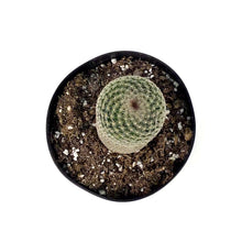 Load image into Gallery viewer, Cactus, 5in, Echinopsis 'Rose Quartz' - Floral Acres Greenhouse & Garden Centre
