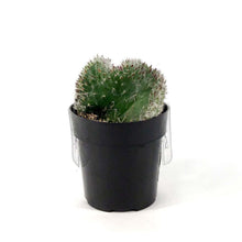 Load image into Gallery viewer, Cactus, 2.5in, Opuntia hybrid 'Roller Coaster' - Floral Acres Greenhouse & Garden Centre