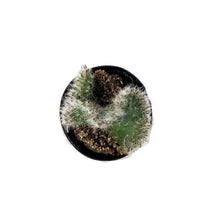 Load image into Gallery viewer, Cactus, 2.5in, Opuntia hybrid 'Roller Coaster' - Floral Acres Greenhouse & Garden Centre