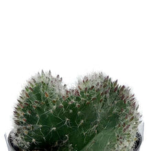 Load image into Gallery viewer, Cactus, 2.5in, Opuntia hybrid 'Roller Coaster' - Floral Acres Greenhouse & Garden Centre