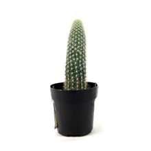 Load image into Gallery viewer, Cactus, 2.5in, Espostoa Guentheri - Floral Acres Greenhouse & Garden Centre