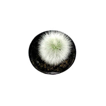 Load image into Gallery viewer, Cactus, 2.5in, Espostoa Guentheri - Floral Acres Greenhouse & Garden Centre