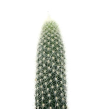 Load image into Gallery viewer, Cactus, 2.5in, Espostoa Guentheri - Floral Acres Greenhouse & Garden Centre