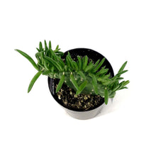 Load image into Gallery viewer, Cactus, 2.5in, A. subulata 'Crested Eve's Needle' - Floral Acres Greenhouse & Garden Centre