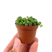 Load image into Gallery viewer, String of Pearls, 1.5in, Senecio Rowleyanus - Floral Acres Greenhouse & Garden Centre