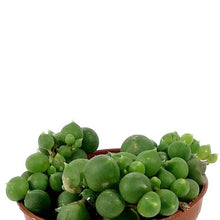 Load image into Gallery viewer, String of Pearls, 1.5in, Senecio Rowleyanus - Floral Acres Greenhouse & Garden Centre
