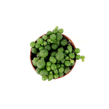 Load image into Gallery viewer, String of Pearls, 1.5in, Senecio Rowleyanus - Floral Acres Greenhouse & Garden Centre