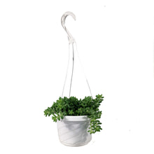 Load image into Gallery viewer, Burro's Tail, 6in HB, Sedum Morganianum - Floral Acres Greenhouse & Garden Centre