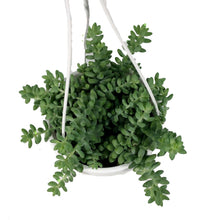 Load image into Gallery viewer, Burro's Tail, 6in HB, Sedum Morganianum - Floral Acres Greenhouse & Garden Centre