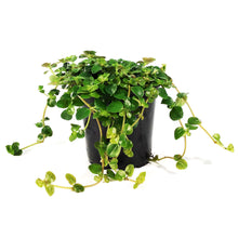Load image into Gallery viewer, Pilea, 4in, Baby Tears Sao Paulo