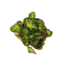 Load image into Gallery viewer, Begonia, 4in, Soli-Mutata