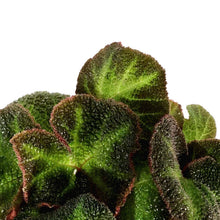 Load image into Gallery viewer, Begonia, 4in, Soli-Mutata