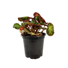 Load image into Gallery viewer, Begonia, 4in, Soli-Mutata