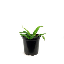 Load image into Gallery viewer, Fern, 4in, Bird's Nest Crissie