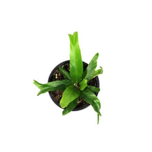 Load image into Gallery viewer, Fern, 4in, Bird's Nest Crissie