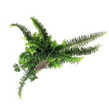 Load image into Gallery viewer, Fern, 6.5in Hanging Basket, Emerald Queen