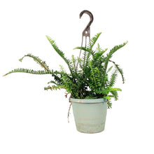 Load image into Gallery viewer, Fern, 6.5in Hanging Basket, Emerald Queen