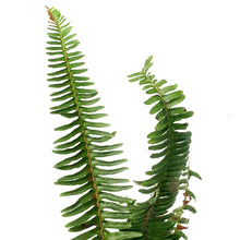 Load image into Gallery viewer, Fern, 6.5in Hanging Basket, Emerald Queen