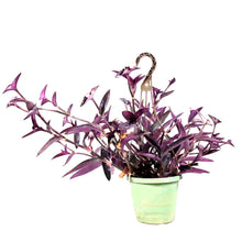 Load image into Gallery viewer, Setcreasea, 6.5in Hanging Basket, Variegated