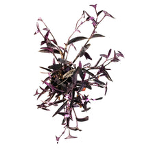Load image into Gallery viewer, Setcreasea, 6.5in Hanging Basket, Variegated
