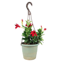 Load image into Gallery viewer, Mandevilla, 6.5in Hanging Basket, Dark Red