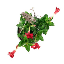 Load image into Gallery viewer, Mandevilla, 6.5in Hanging Basket, Dark Red