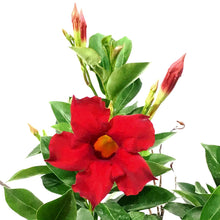 Load image into Gallery viewer, Mandevilla, 6.5in Hanging Basket, Dark Red