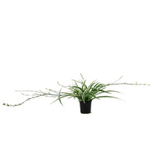 Load image into Gallery viewer, Spider Plant, 4in, White Edge
