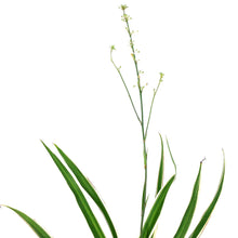 Load image into Gallery viewer, Spider Plant, 4in, White Edge