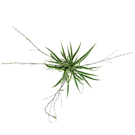 Spider Plant, 4in, White Edge
