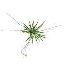 Load image into Gallery viewer, Spider Plant, 4in, White Edge