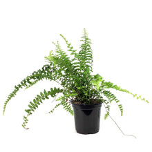 Load image into Gallery viewer, Fern, 4in, Boston