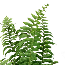 Load image into Gallery viewer, Fern, 4in, Boston