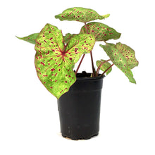 Load image into Gallery viewer, Caladium, 5in, Miss Muffett - Floral Acres Greenhouse & Garden Centre