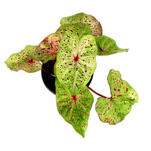 Load image into Gallery viewer, Caladium, 5in, Miss Muffett - Floral Acres Greenhouse & Garden Centre
