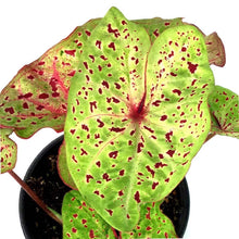 Load image into Gallery viewer, Caladium, 5in, Miss Muffett - Floral Acres Greenhouse & Garden Centre